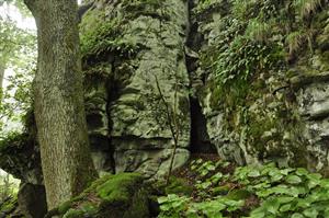 Andezitové skalné steny porastené vegetáciou s Polypodium vulgare a Calamagrostis arundinacea