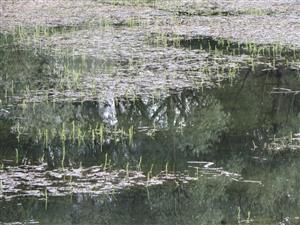 kvetoucí M. verticillatum