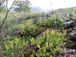 detailny zaber porastu na lokalite