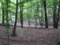 Eurosibírske dubové lesy na spraši a piesku (16.8.2013)