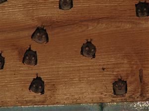 časť kolónie Rhinolophus hipposideros