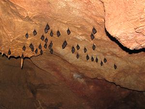 zimujúca agregácia Rhinolophus hipposideros