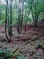 Karpatské a panónske dubovo-hrabové lesy (23.6.2013)