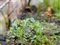 Buxbaumia viridis na lokalitě