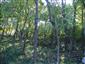 Teplomilné panónske dubové lesy (24.9.2014)