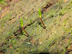 Buxbaumia viridis na lokalitě