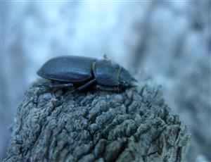 Dorcus parallelipipedus