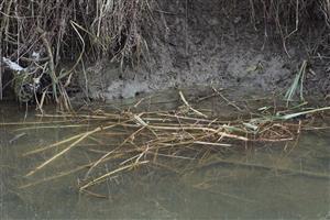 ohryzová plocha s ohryzmi juvenilov