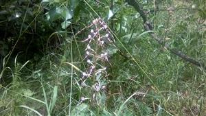 kvitnúci Himantoglossum adriaticum