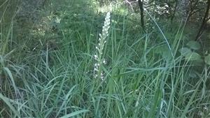 kvitnúca rastlina Himantoglossum adriaticum