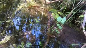 Apium repens