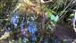 Apium repens