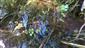 Apium repens