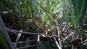 Apium repens