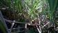 Apium repens