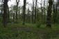 plocháč červený (14.4.2014)