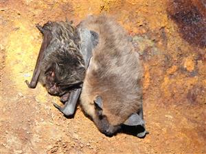 Barbastella barbastelus a Eptesicus serotinus