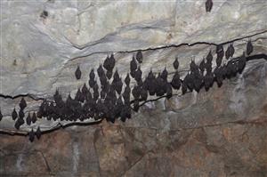 kolónia Rhinolophus hipposideros