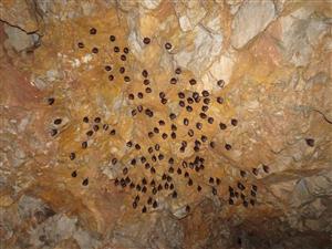 kolónia Rhinolophus hipposideros