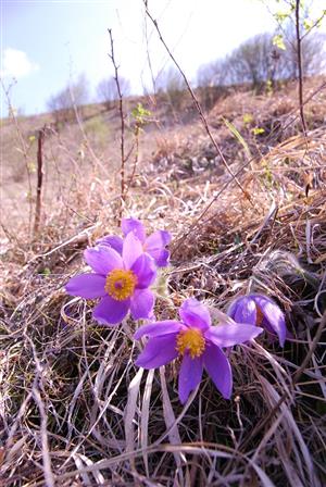 Pulsatilla Slavica na TML_PulsSlav_032