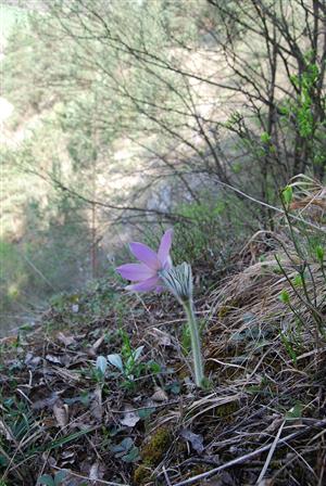 Pulsatilla slavica na TML_PulsSlav_176