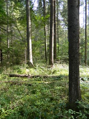 pohled na lokalitu