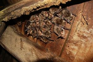 kolónia Myotis myotis v Bobrovcii -.veža kostola