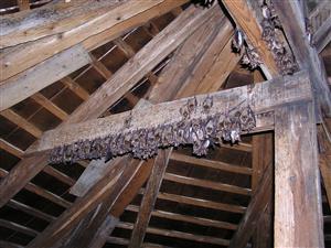 kolónia Myotis myotis