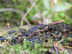 Buxbaumia viridis na TMP1