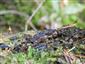 Buxbaumia viridis na TMP1