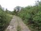 TMP1_TML_OdonRubr_005