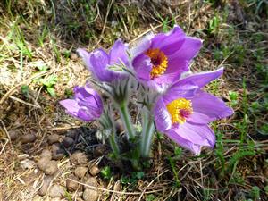 Pulsatilla slavica