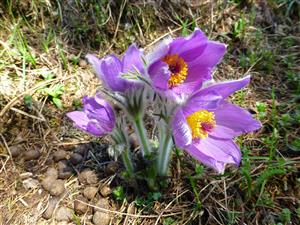 Pulsatilla slavica