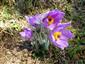 Pulsatilla slavica