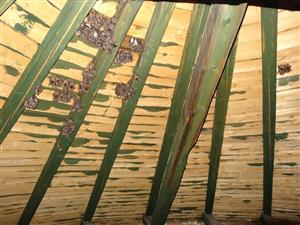 kolónia Myotis myotis podkrovie kostola Veľké Rovné