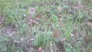 plodné výhonky Pulsatilla grandis