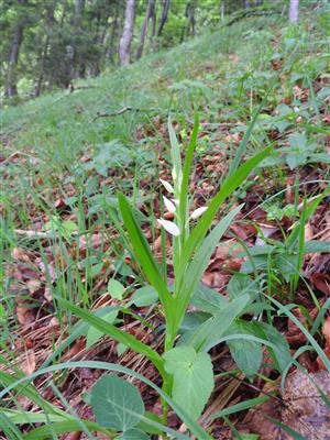 Charakter TML, v popredí Cephalanthera damasonium