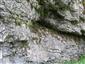 Karbonátové skalné steny a svahy so štrbinovou vegetáciou (22.5.2018)