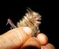 Myotis emarginatus