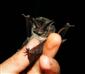 Barbastella barbastellus