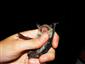 Myotis nattereri
