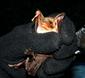Myotis myotis