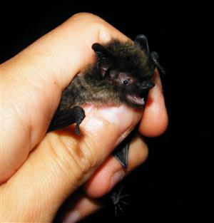 Myotis mystacinus/brandti
