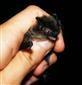 Myotis mystacinus/brandti