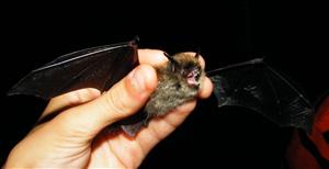 Myotis alcatoe