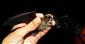 Myotis alcatoe