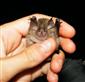 Rhinolophus hipposideros