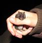 Barbastella barbastellus
