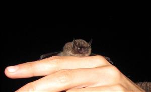 Myotis alcathoe