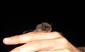 Myotis alcathoe